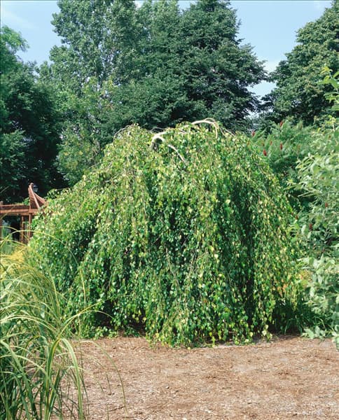 BETULA PENDULA YOUNGII