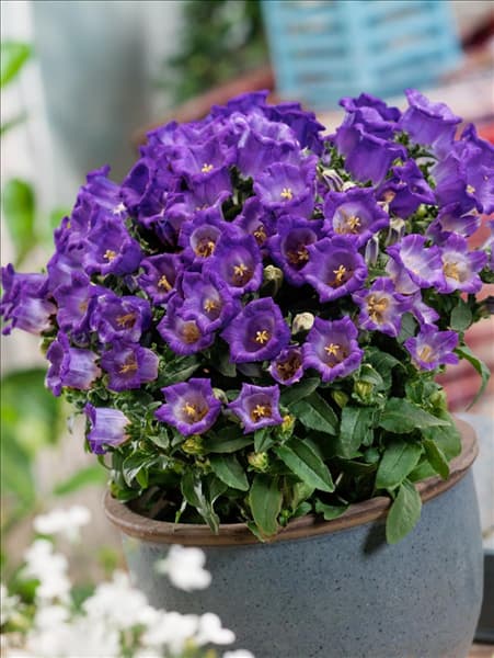 Campanula medium  Appeal Deep Blue