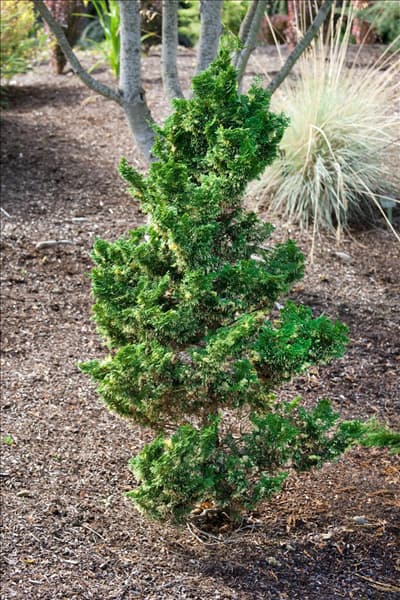 Chamaecyparis obtusa Baldwin Variegated