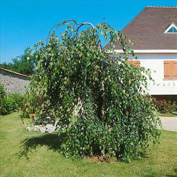 BETULA PENDULA YOUNGII