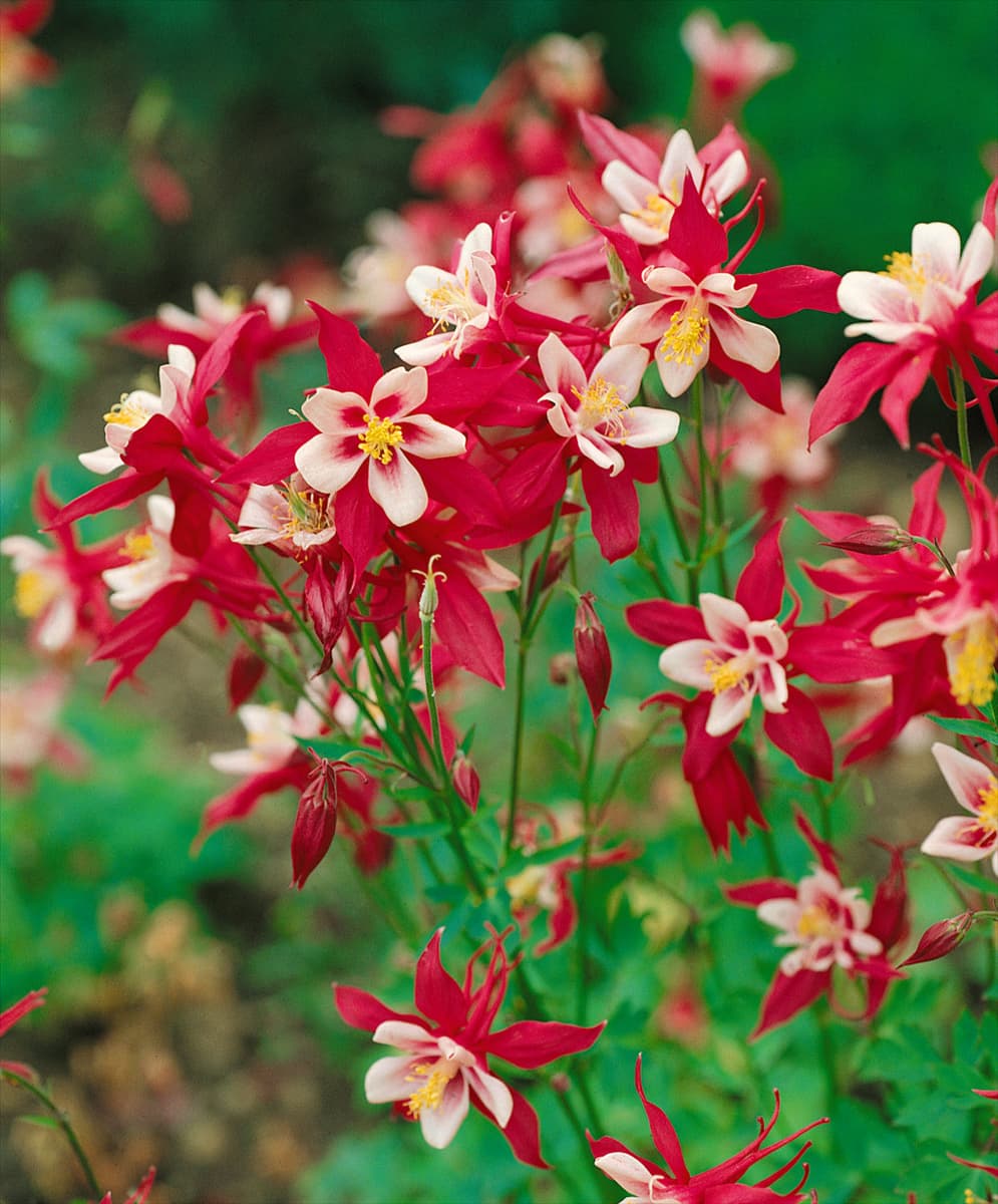 Aquilegia caerulea Red & White