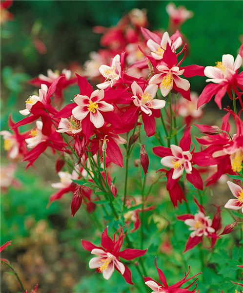 Aquilegia caerulea 'McKana'