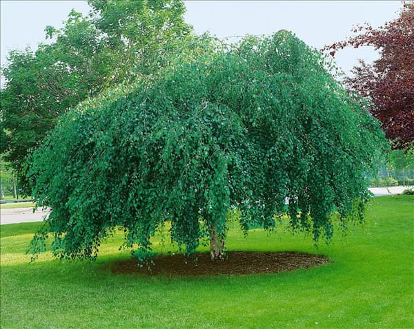 Betula pendula Youngii