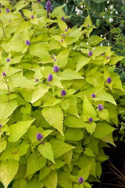 Agastache rugosa Golden Jubilee