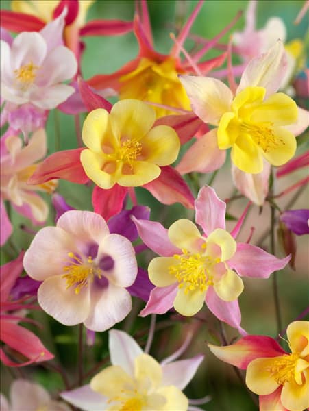Aquilegia caerulea Mischung