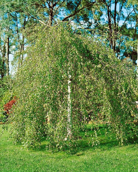 Betula pendula Youngii