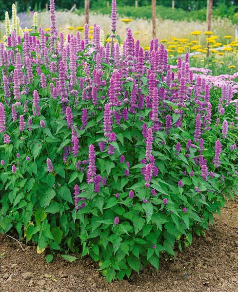 Agastache rugosa