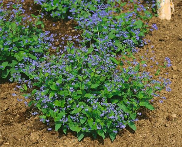 Brunnera macrophylla Langtrees
