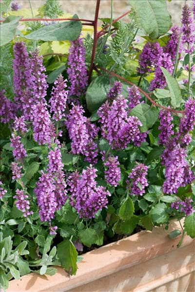 Agastache rugosa