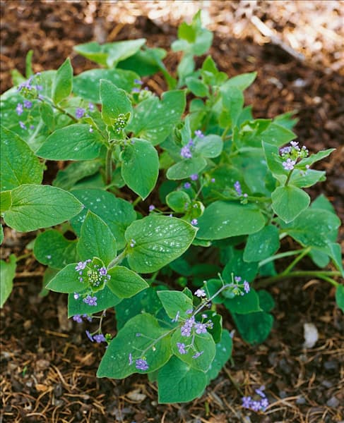 Brunnera macrophylla Langtrees
