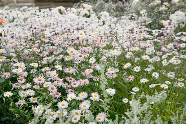 Aster dumosus