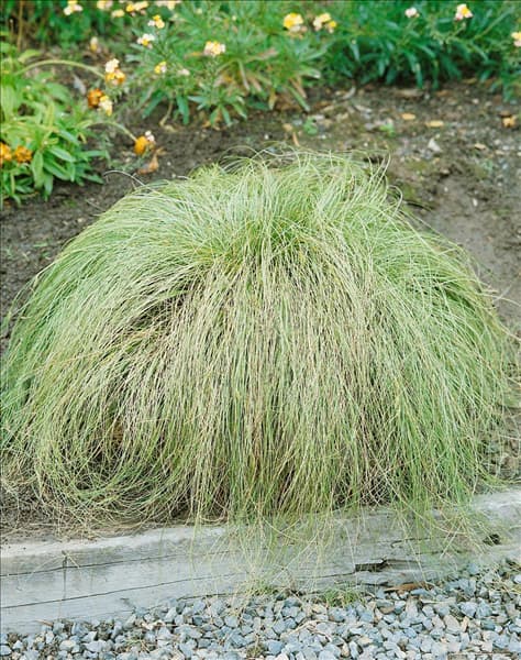 Carex comans Frosted Curls