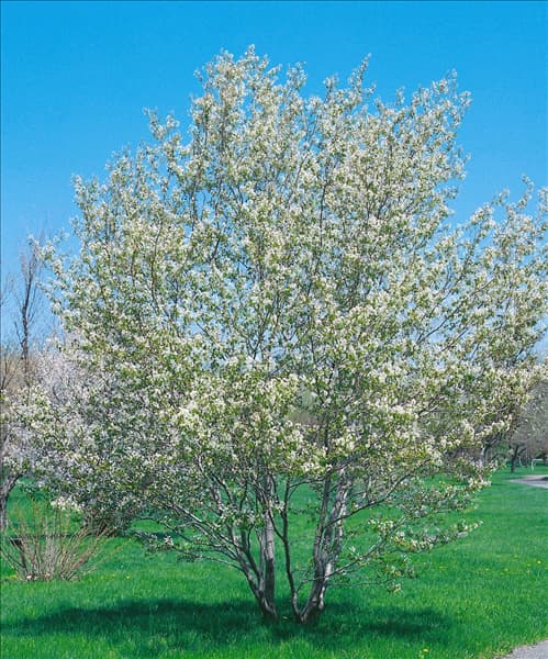 Amelanchier alnifolia