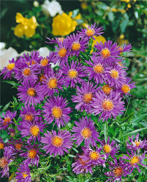 Aster dumosus 'Augenweide'