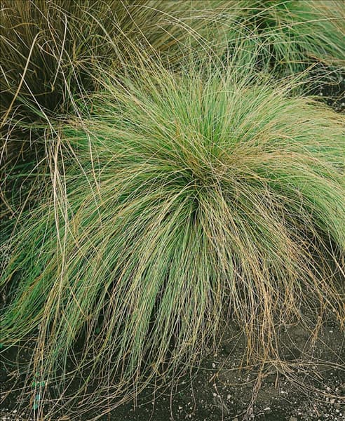Carex comans Frosted Curls