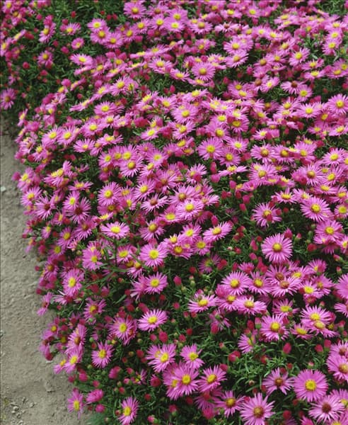 Aster dumosus Dandy