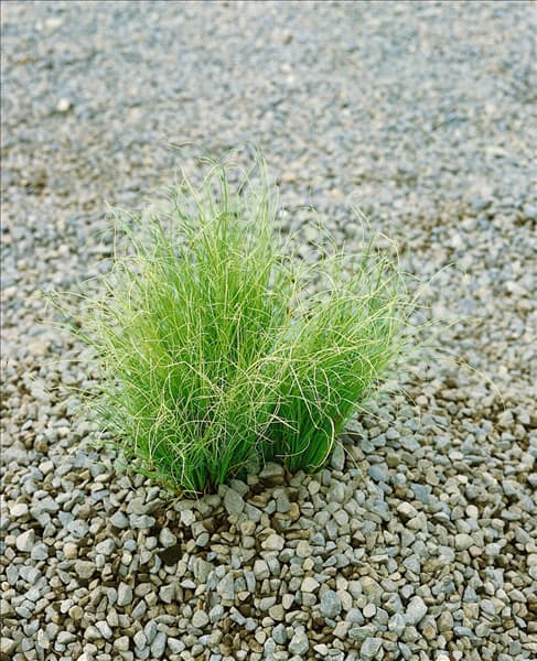 Carex comans Frosted Curls