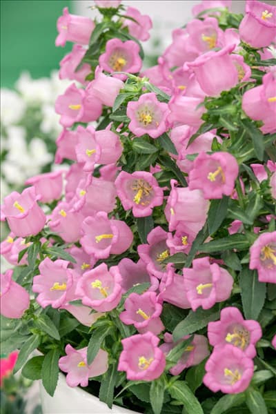 Campanula Appeal Pink