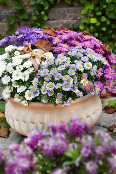 Aster dumosus