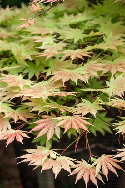 Acer palmatum Orange Dream