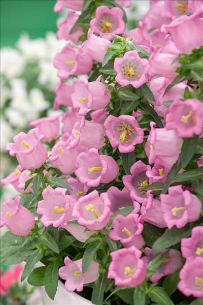 Campanula Appeal Pink