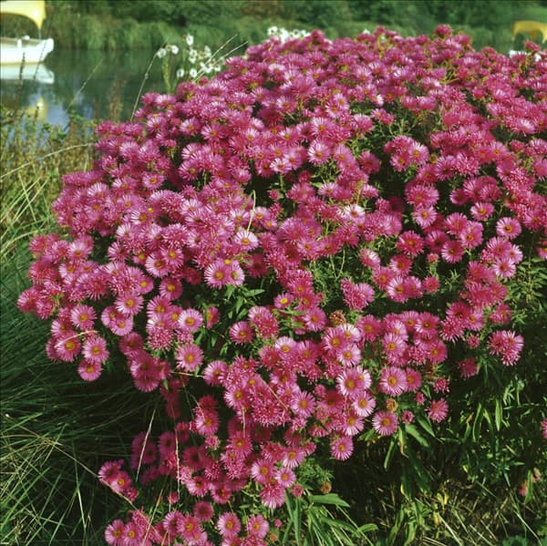 ASTER DUMOSUS