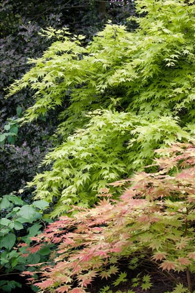 Acer palmatum Orange Dream