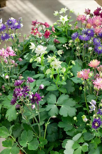 Aquilegia vulgaris Clementine mixed