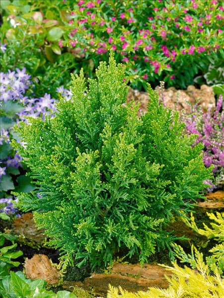 Chamaecyparis obtusa Drath