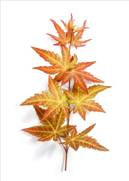 Acer palmatum Orange Dream