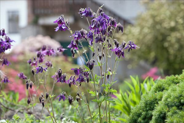 Aquilegia vulgaris