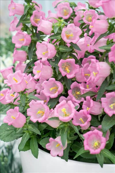 Campanula Appeal Pink