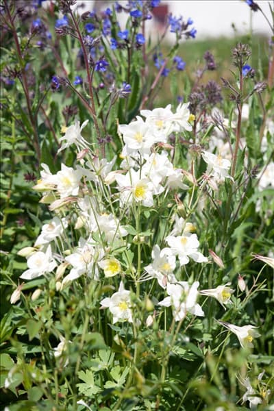 Aquilegia vulgaris