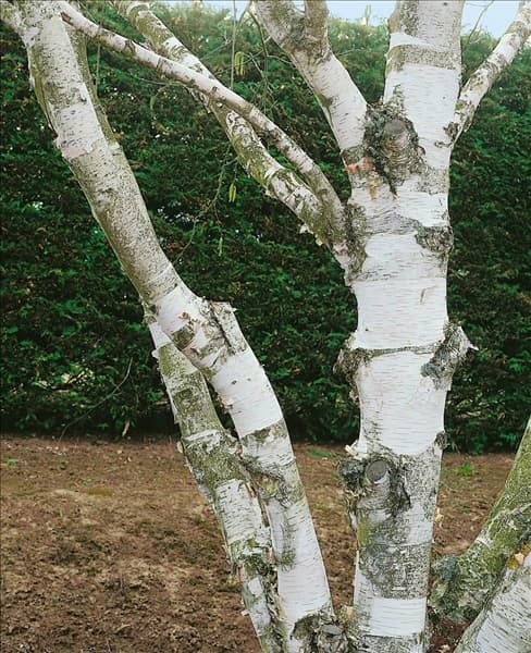 BETULA UTILIS / STAMM