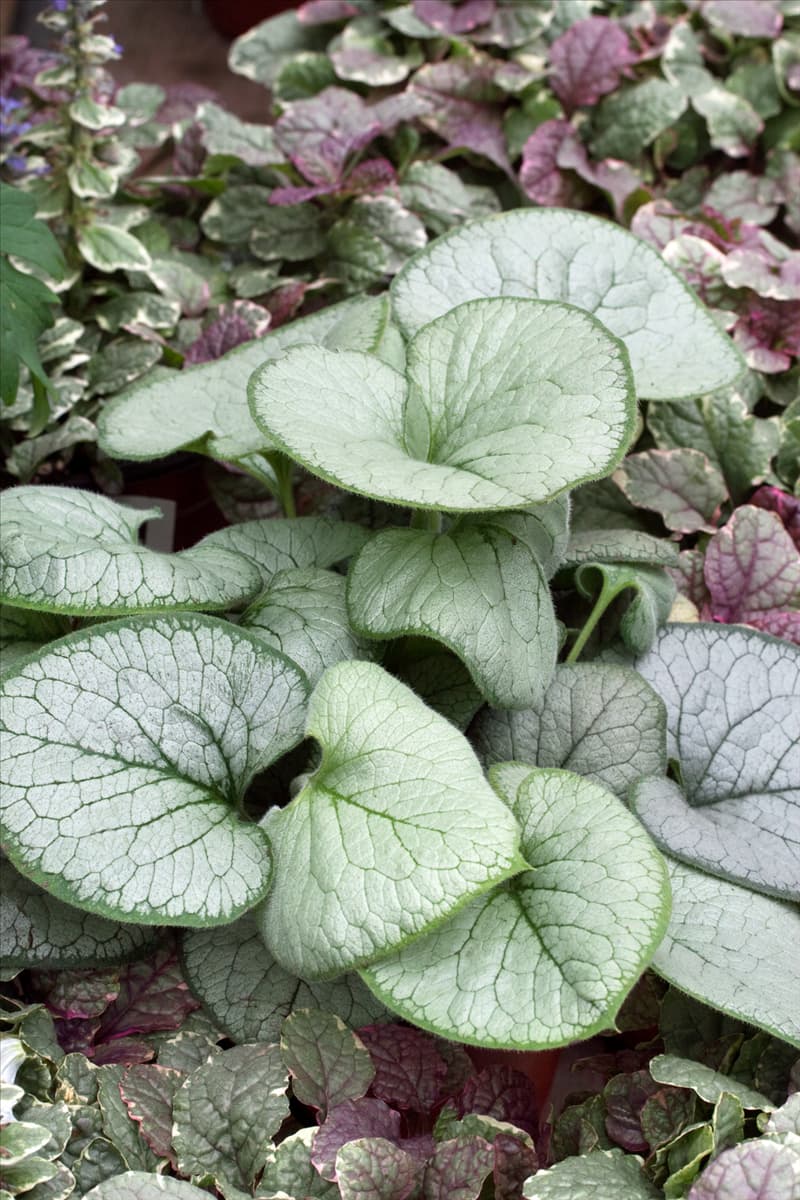 Brunnera macrophylla Looking Glass