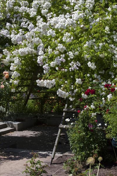 Rosa, weiß