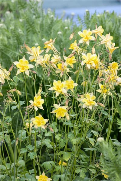 Aquilegia vulgaris