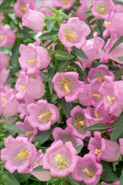 Campanula Appeal Pink