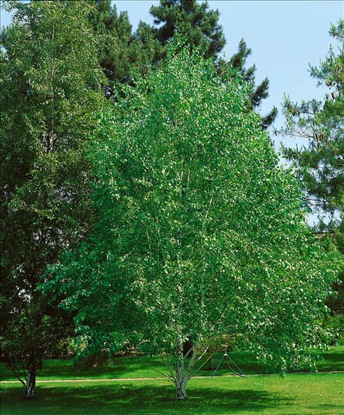 BETULA UTILIS