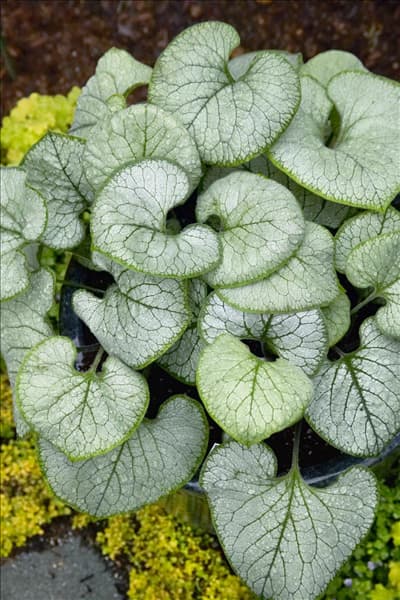 Brunnera macrophylla Looking Glass