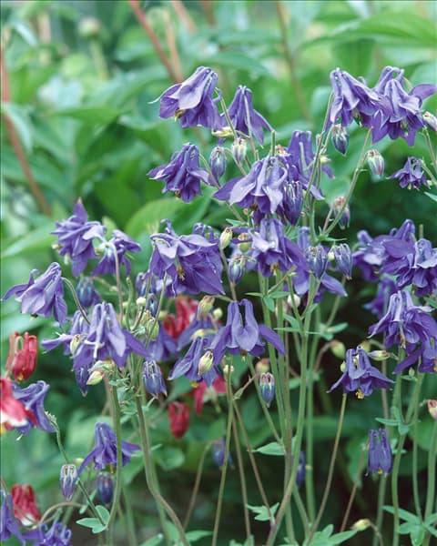 AQUILEGIA VULGARIS