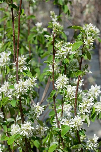 Amelanchier alnifolia Obelisk