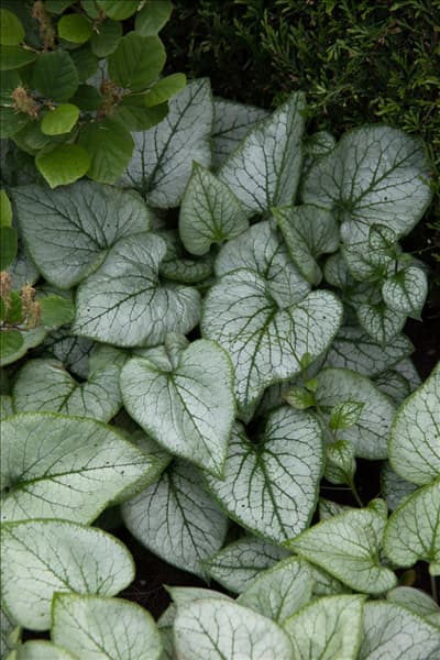 Brunnera macrophylla Looking Glass