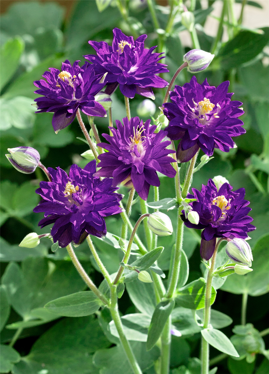 Aquilegia vulgaris Blue Barlow