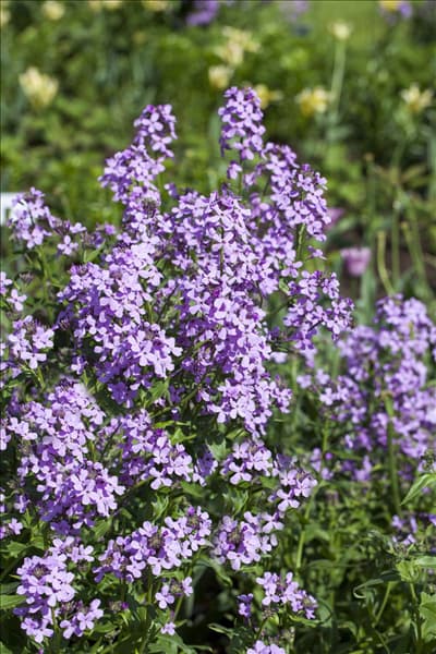 Hesperis matronalis