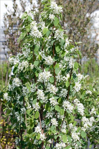 Amelanchier alnifolia Obelisk