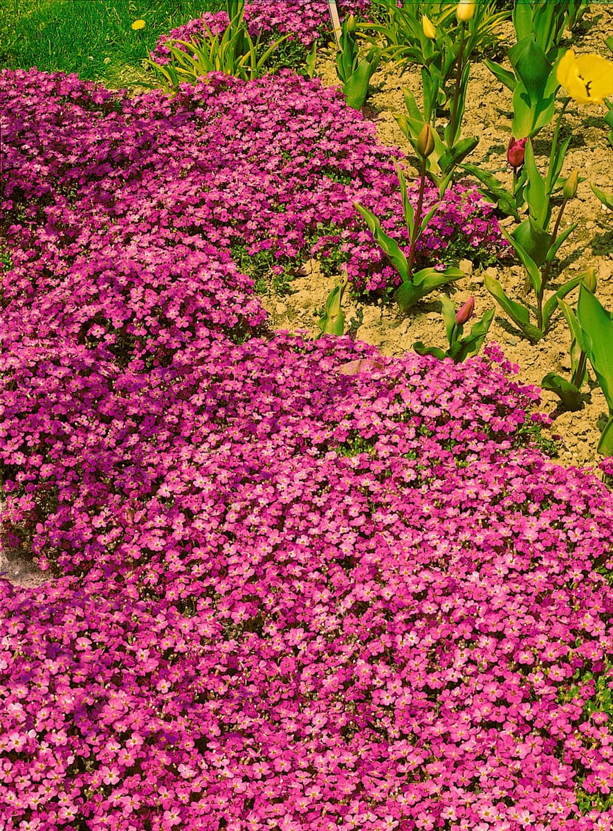 AUBRIETA ROI DES ROUGES