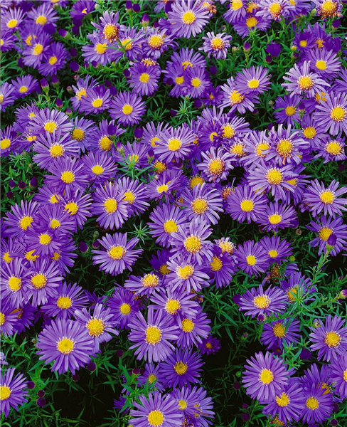 Aster dumosus 'Amethyst'