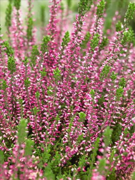 Calluna vulgaris Amethyst