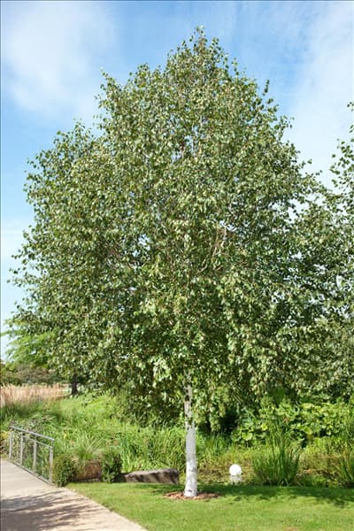 Betula utilis Doorenbos